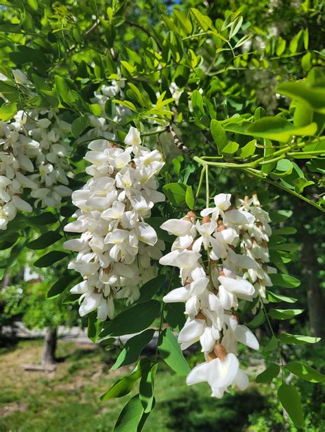 Black Locust Flowers Are Here — Nuts And Bolts Nursery Co Op