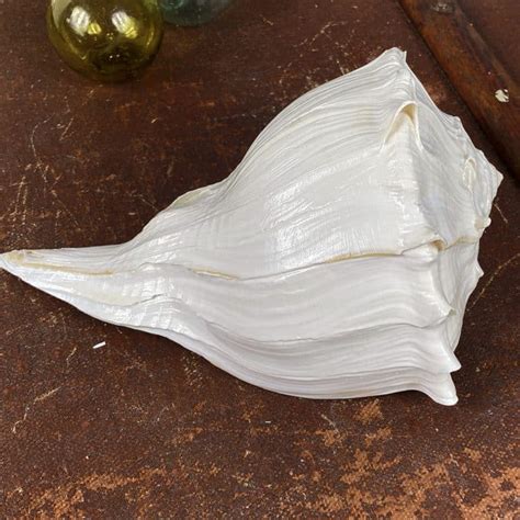 busycon perversum whelk white shell simply shells