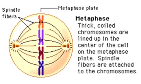 study  metaphase  phase mitosis  homeschooled studyblue