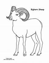 Sheep Bighorn Coloring Printing Nature Exploringnature sketch template