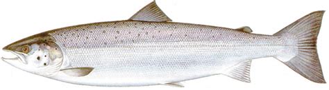 fresh market jenis jenis ikan salmon