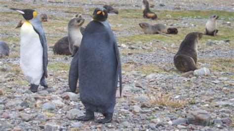 todays pic rare black penguin
