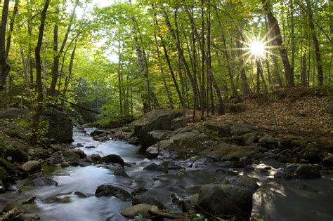 image libre riviere foret soleil nature paysage arbres eau