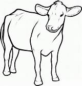Vacas Krowa Boi Desenhar Kolorowanki Coloringbay Angus Dzieci Clarabelle Vaca sketch template