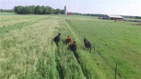 herding cattle   drone youtube