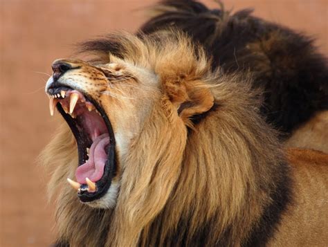lion roaring  hd animals