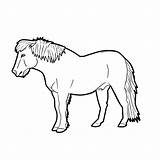 Icelandic Horse Drawing Getdrawings sketch template