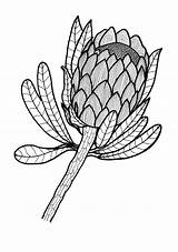 Coloring Protea Adult Flower Drawing Sugarbush Template Pages Drawings Sketch Flag Thriftyfun Ad 92kb sketch template