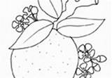 Agrumi Gli Invernale Frutta Stampare sketch template