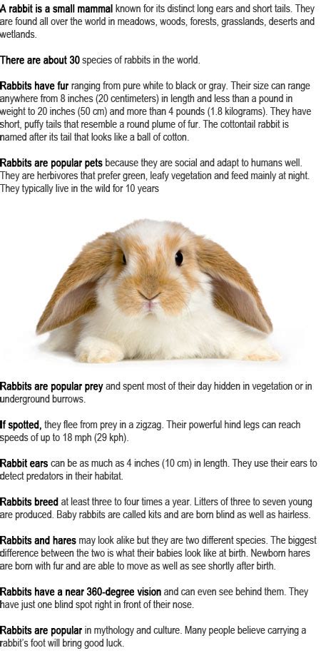 rabbit facts  kids childhood education