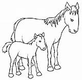 Cavallo Puledro Pony Fattoria Cavalla Fattrice Bambiniinfattoria 1898 sketch template