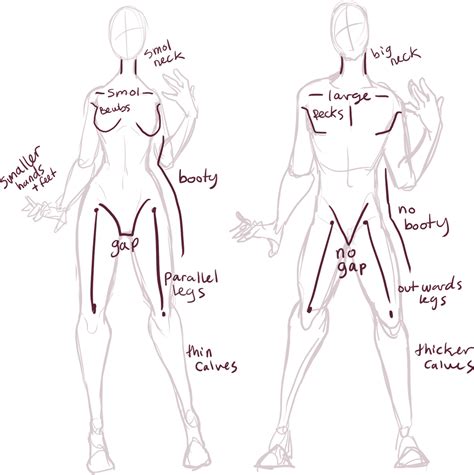 Male Vs Female Anatomy By Xylerz On Deviantart