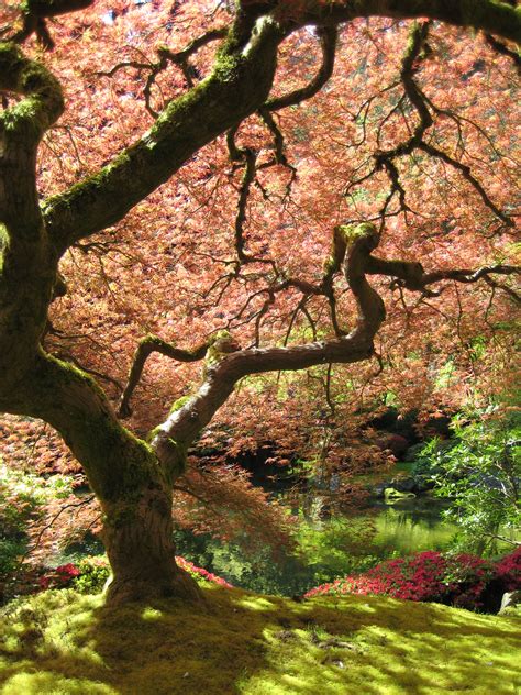 fileportland japanese garden maplejpg
