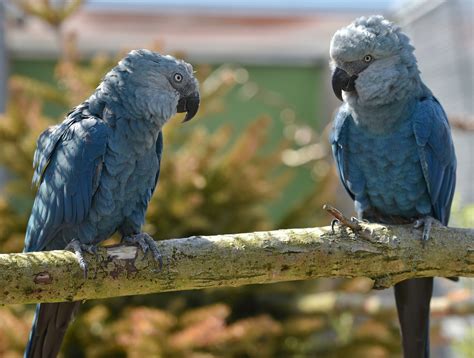rare spixs macaw   brazil   time   years