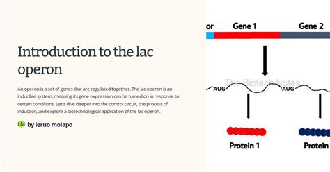 introduction   lac operon