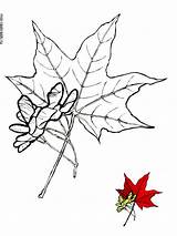 Tree Maple Coloring Pages Kids Printable Recommended Color sketch template