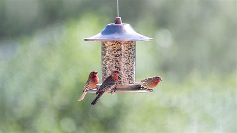 birds feeders attract feathered friends   perfect bird feeder