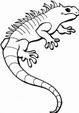 Iguana Coloring Pages Kids sketch template