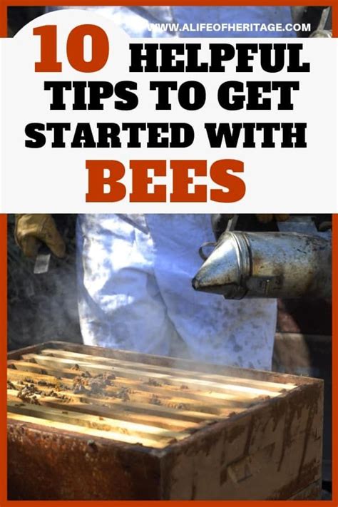 bees 10 tips to get started beekeeping for beginners