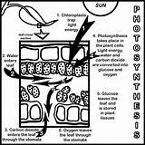 Photosynthesis Respiration Cellular Cycle Abcteach sketch template