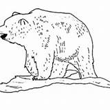 Coloring Polar Bear Ice Animals Netart sketch template