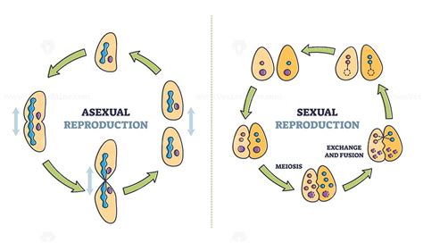 Asexual Vs Sexual Cellular Reproduction Types Comparison Outline