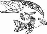 Pike Fish Hecht Fisch Pyrogravure Brûlant Brochet Poisson Chauffage Modes Artisanat Intarsia Bateaux Rustique Snakehead sketch template