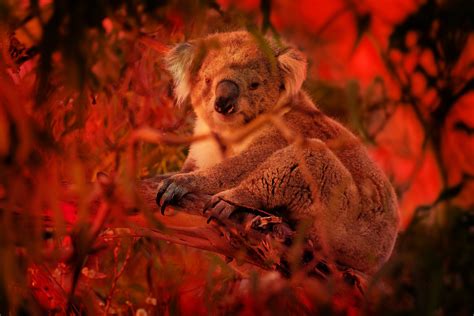australias koalas  sliding  extinction wired