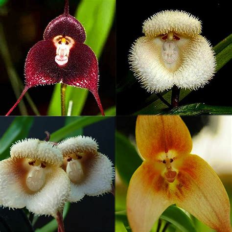 10 Pcs New Orchid Seeds Beautiful Plant Flower Home Garden