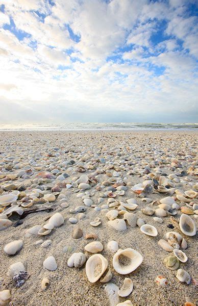 shell beach beach sea shells  love  beach