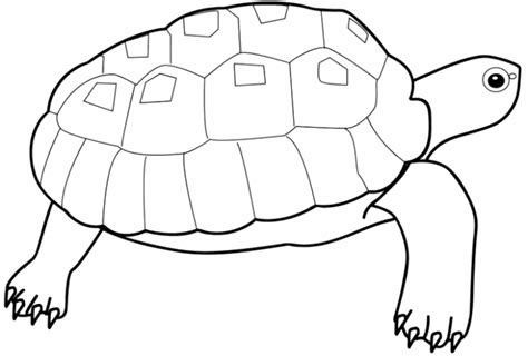 turtle coloring pages  kids bestappsforkidscom