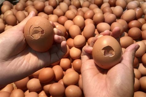 Telur Ayam Retak Banyak Diminati Warga