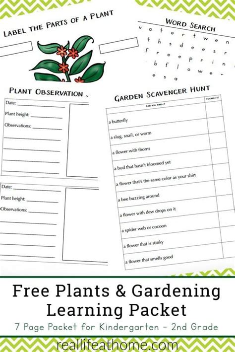 garden  plant worksheets  kindergarten  grade