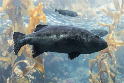 Giant Sea Bass Fact And Information Guide American Oceans