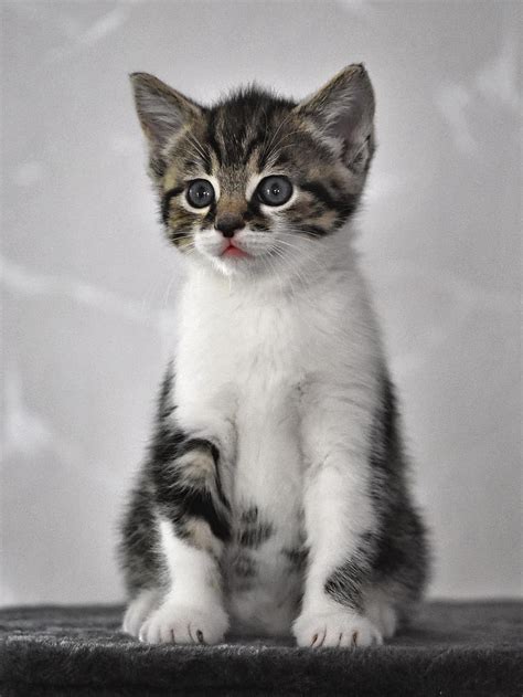 small cat kitten pictures  talk     angry small cat kitten starecat   share