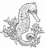 Seahorse Coloring Printable Pages Getcolorings sketch template