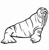 Walrus Coloring Pages Animals Color Sea Life Print Online Thecolor Printable Animal Back sketch template