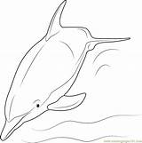 Dolphin Coloring Coloringpages101 sketch template