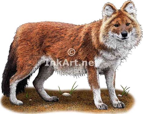 dhole cuon alpinus  art  full color illustrations endangered wildlife animal posters