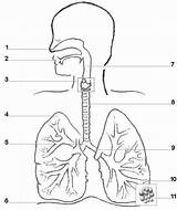 Respiratory Unlabelled sketch template