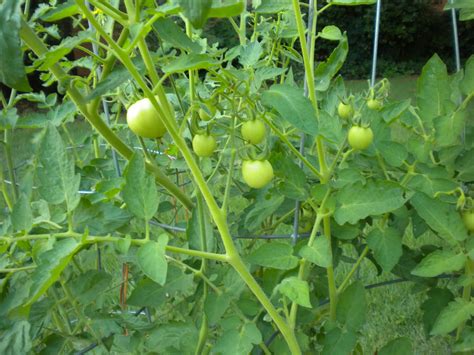 pam plants  garden tomatoes   finally