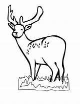 Deer Coloring Pages Hunting Kids Print Whitetail Printable Head Popular Coloringhome Wild Library Clipart Comments Template sketch template