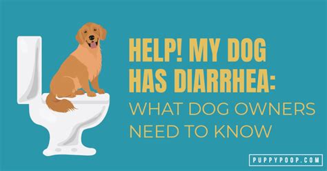 dog diarrhea    dog healthy