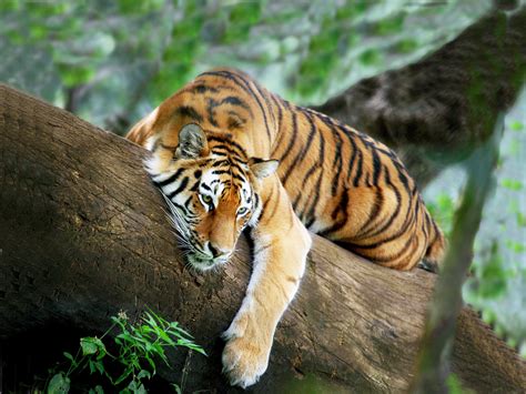 elegant tiger tigers photo  fanpop