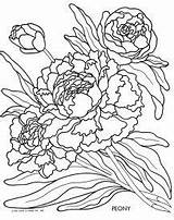 Coloring Peony Pages Color Drawing Vintage Getcolorings Flower Getdrawings Flowers sketch template