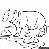 Hippo Baby Coloring Pages Animals Drawing Jungle Thecolor Hippopotamus Color Try Projects Getdrawings Colouring Sheets sketch template