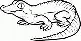 Coloring Alligator Printable Baby Pages Anbu Sheet sketch template