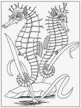 Coloring Seahorse Pages Adults Adult Realistic Drawing Outline Color Seashore Getcolorings Getdrawings Popular Coloringhome Printable sketch template