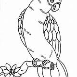 Parrot Coloring Pages Printable Kids Bird Fish Colouring Adults Color Print Sheets Getcolorings Parrots Pa Coloringbay Getdrawings Book Choose Board sketch template
