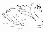 Swan Cisne Wydrukowania Swans łabędzie Obrazki Pintarcolorir Refuge Tudodesenhos Freecoloringpages Starklx sketch template